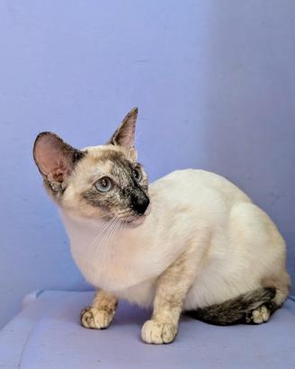 Disponibili maschio e femmina rara razza Peterbald