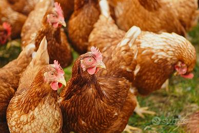 Galline ovaiole pronto