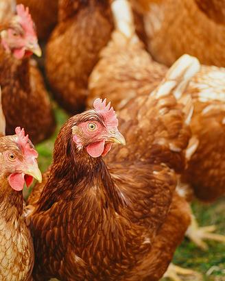 Galline ovaiole pronto