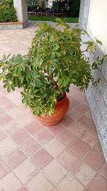  diverse piante da appartamento 