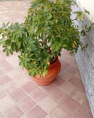  diverse piante da appartamento 