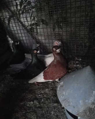 Piccioni