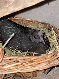 Gallina cemani "chioccia"