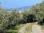 Immagine 7