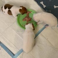 Cuccioli di Jeck Russell