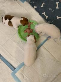 Cuccioli di Jeck Russell