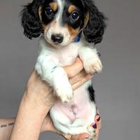 Bassotto piebald pelo lungo