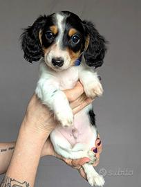 Bassotto piebald pelo lungo