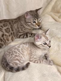 Cuccioli di gatto Bengala