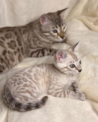 Cuccioli di gatto Bengala