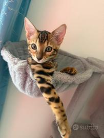 Cuccioli di Gatto del bengala