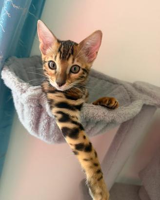 Cuccioli di Gatto del bengala