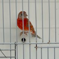 Cardinalini del Venezuela