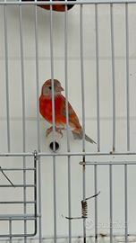 Cardinalini del Venezuela