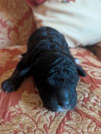 Cucciolo di barboncino
