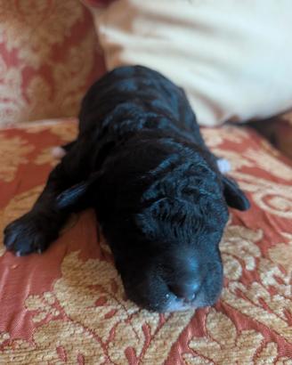 Cucciolo di barboncino