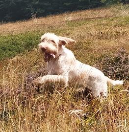 Spinone italiano e rhodesian ridgeback
