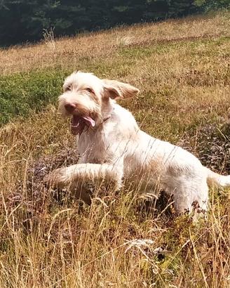 Spinone italiano e rhodesian ridgeback