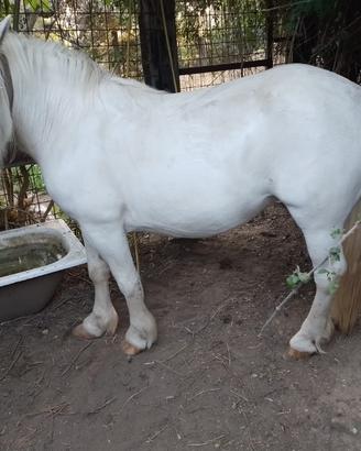 Cavallo