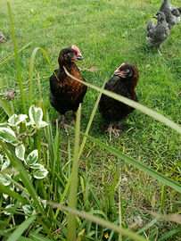 Galletto marans