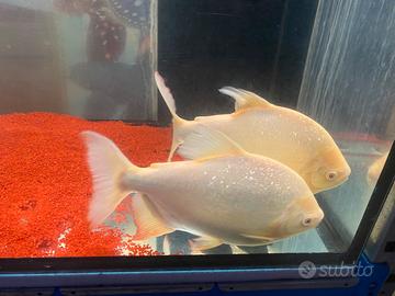 Pacu Colossoma Brachypomum albino