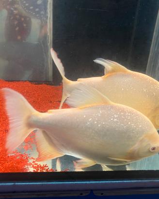 Pacu Colossoma Brachypomum albino