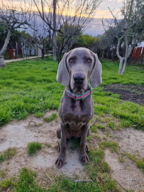 Cucciola di Weimaraner con Pedigree
