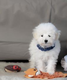 Rboncino toy bianco elegante