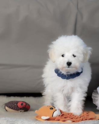 Rboncino toy bianco elegante