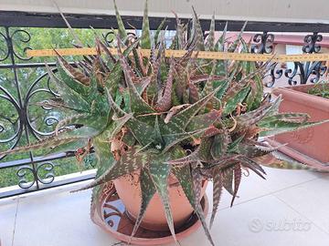 Pianta di Aloe vera Aloe barbadensis Miller 45 cm