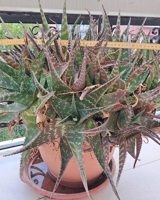 Pianta di Aloe vera Aloe barbadensis Miller 45 cm