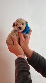 Cuccioli barboncino Toy