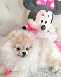 Cucciolo Spitz di Pomerania nano