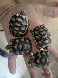 Tartarughe di terra testudo marginataa