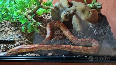 Pantherophis guttatus + teca