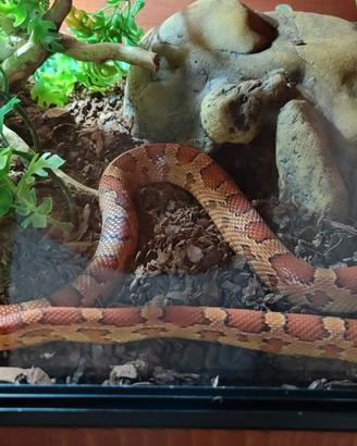 Pantherophis guttatus + teca