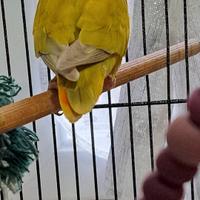 Inseparabili