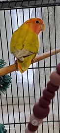 Inseparabili