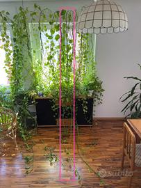 Pothos fino a 6 metri – 9 steli🌿