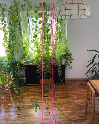 Pothos fino a 6 metri – 9 steli🌿