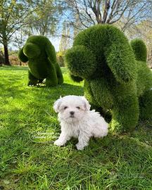 Cuccioli maltesi con pedigree enci