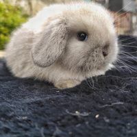 Cuccioli coniglio ariete nano x minilop