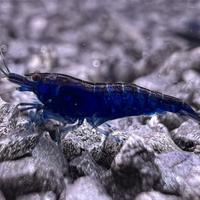Neocaridine Blu Dream