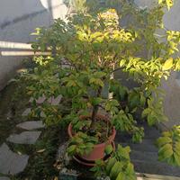  Pianta kumquat Mandarino cinese  