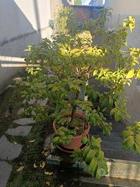  Pianta kumquat Mandarino cinese  