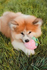 Akita inu con pedigre