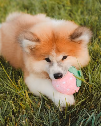 Akita inu con pedigre