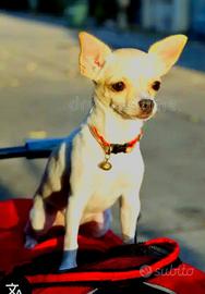 Cucciolo di chihuahua