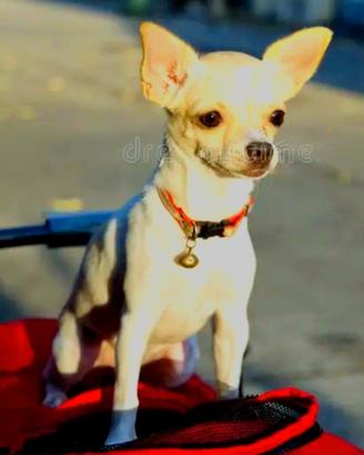 Cucciolo di chihuahua