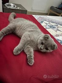 Scottish fold lilac disponibile per monta